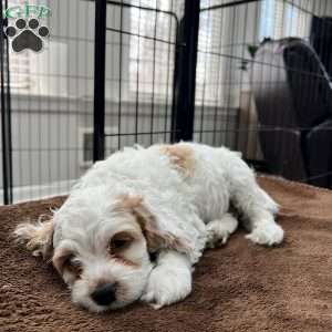 Luke Skywalker, Cockapoo Puppy