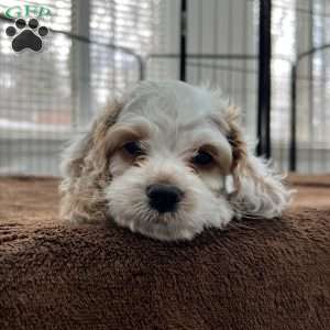 Luke Skywalker, Cockapoo Puppy