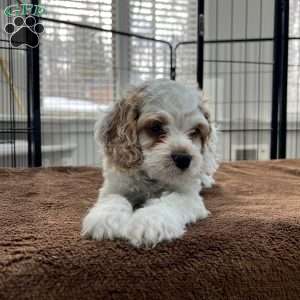 Luke Skywalker, Cockapoo Puppy