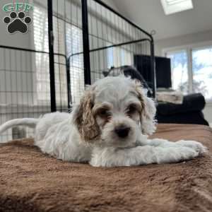 Luke Skywalker, Cockapoo Puppy