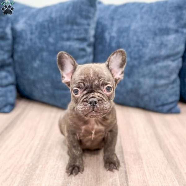Rolex, French Bulldog Puppy