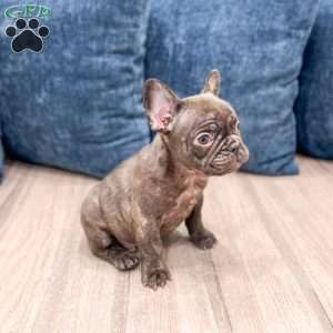 Rolex, French Bulldog Puppy