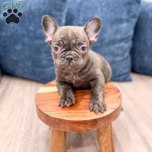 Rolex, French Bulldog Puppy
