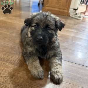 Mika, German Shepherd Puppy