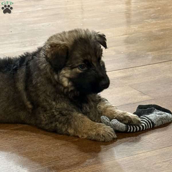 Mika, German Shepherd Puppy