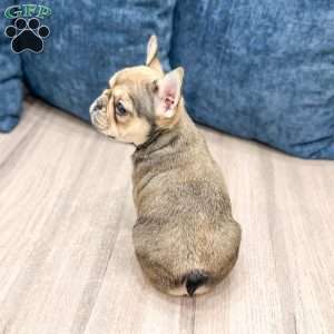 Misty, French Bulldog Puppy