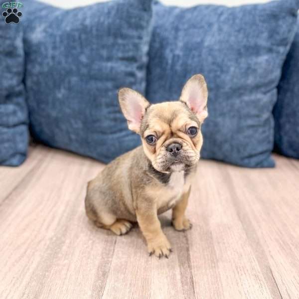 Misty, French Bulldog Puppy