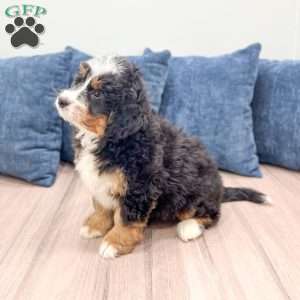 Jasper, Mini Bernedoodle Puppy