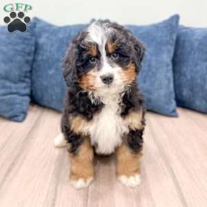 Jasper, Mini Bernedoodle Puppy
