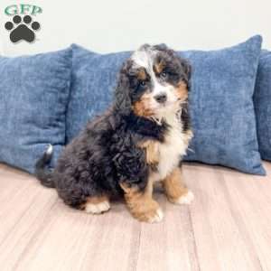 Jasper, Mini Bernedoodle Puppy