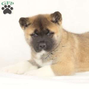Diamond, Akita Puppy