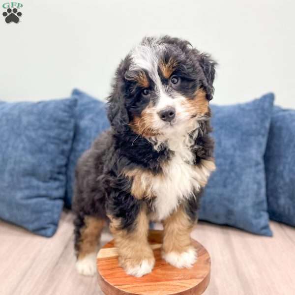 Jasper, Mini Bernedoodle Puppy