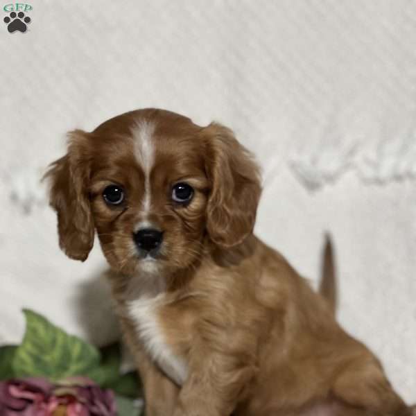 Vanessa, Cavalier King Charles Spaniel Puppy