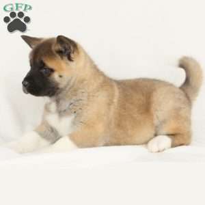 Diamond, Akita Puppy