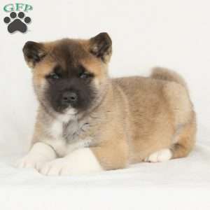 Diamond, Akita Puppy