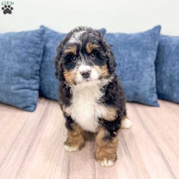 Diesel, Mini Bernedoodle Puppy