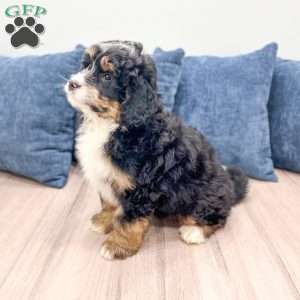 Diesel, Mini Bernedoodle Puppy