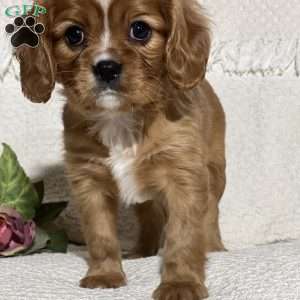 Vanessa, Cavalier King Charles Spaniel Puppy