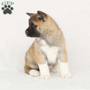 Diamond, Akita Puppy
