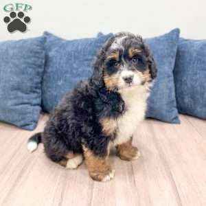 Diesel, Mini Bernedoodle Puppy
