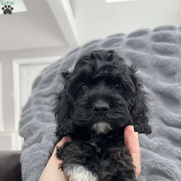 Baby Yoda, Cockapoo Puppy