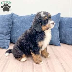 Diesel, Mini Bernedoodle Puppy