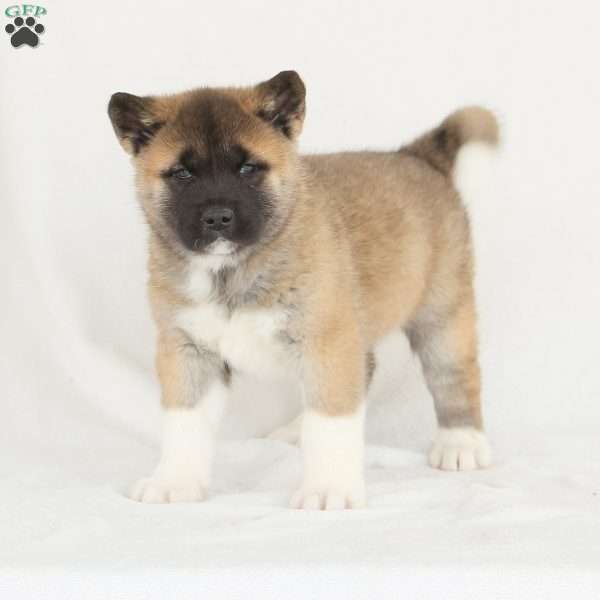Diamond, Akita Puppy