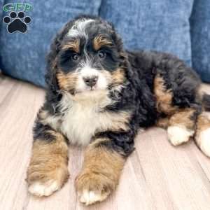 Diesel, Mini Bernedoodle Puppy