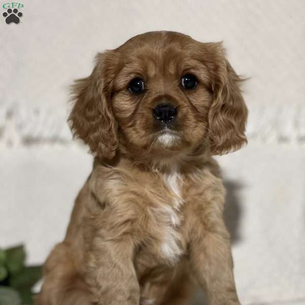 Von, Cavalier King Charles Spaniel Puppy