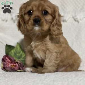 Von, Cavalier King Charles Spaniel Puppy