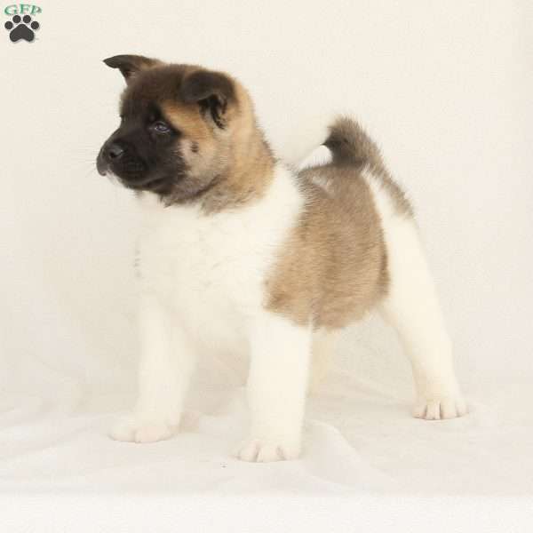Dagger, Akita Puppy