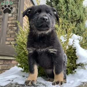 Mavis, German Shepherd Puppy