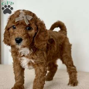 Sprinkles, Mini Goldendoodle Puppy