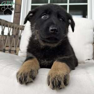 Mavis, German Shepherd Puppy