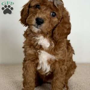 Sprinkles, Mini Goldendoodle Puppy