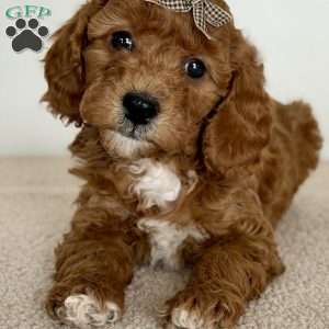 Sprinkles, Mini Goldendoodle Puppy