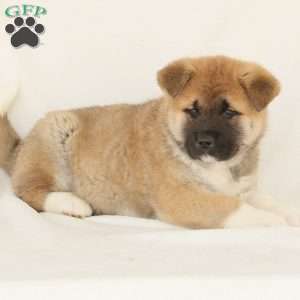 Duke, Akita Puppy