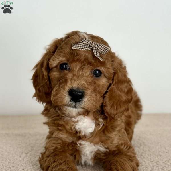 Sprinkles, Mini Goldendoodle Puppy