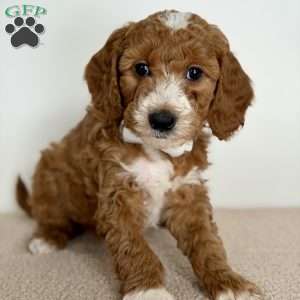 Crumbles, Mini Goldendoodle Puppy