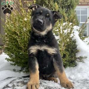 Armory, German Shepherd Puppy