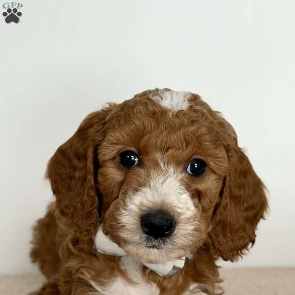 Crumbles, Mini Goldendoodle Puppy