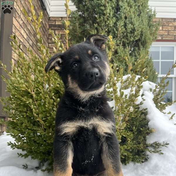Armory, German Shepherd Puppy