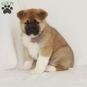 Duke, Akita Puppy