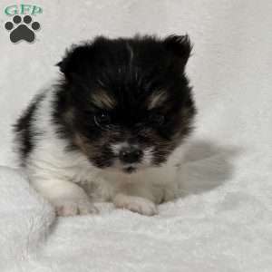 Nuggets, Papillon Puppy