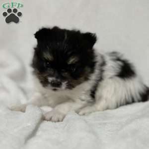 Nuggets, Papillon Puppy