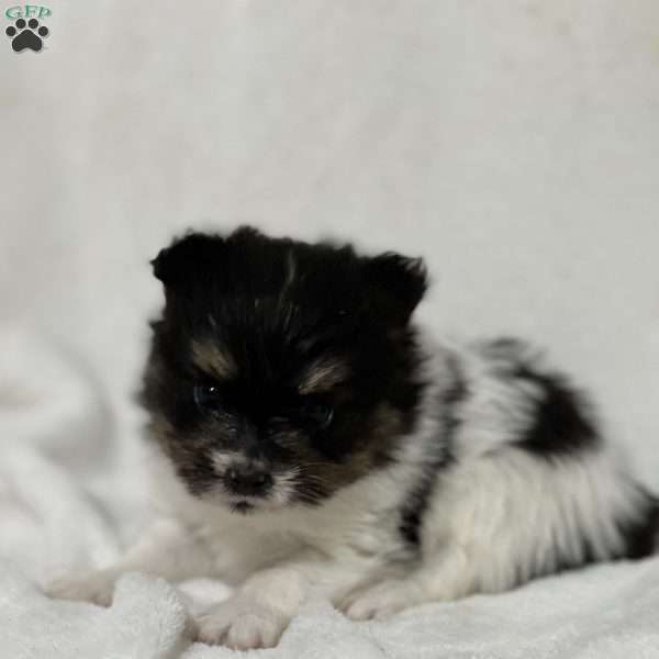 Nuggets, Papillon Puppy