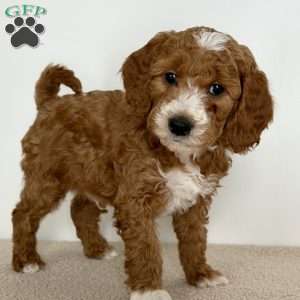 Crumbles, Mini Goldendoodle Puppy