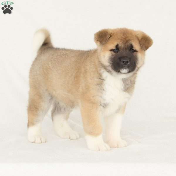 Duke, Akita Puppy