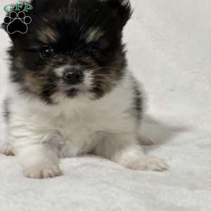 Nuggets, Papillon Puppy