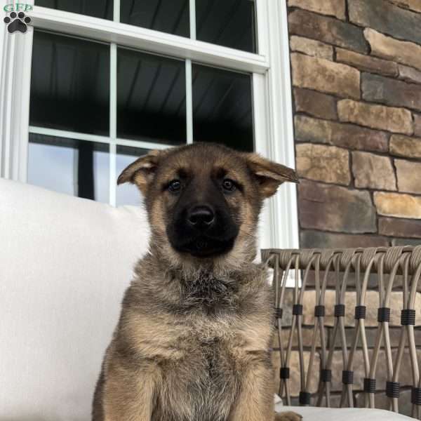 Vienna, German Shepherd Puppy